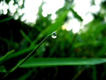 Close-up of water drop on leaf