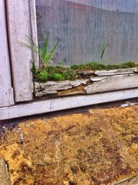 Plants growing on wall