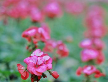 Close-up of pink flowers blooming outdoors