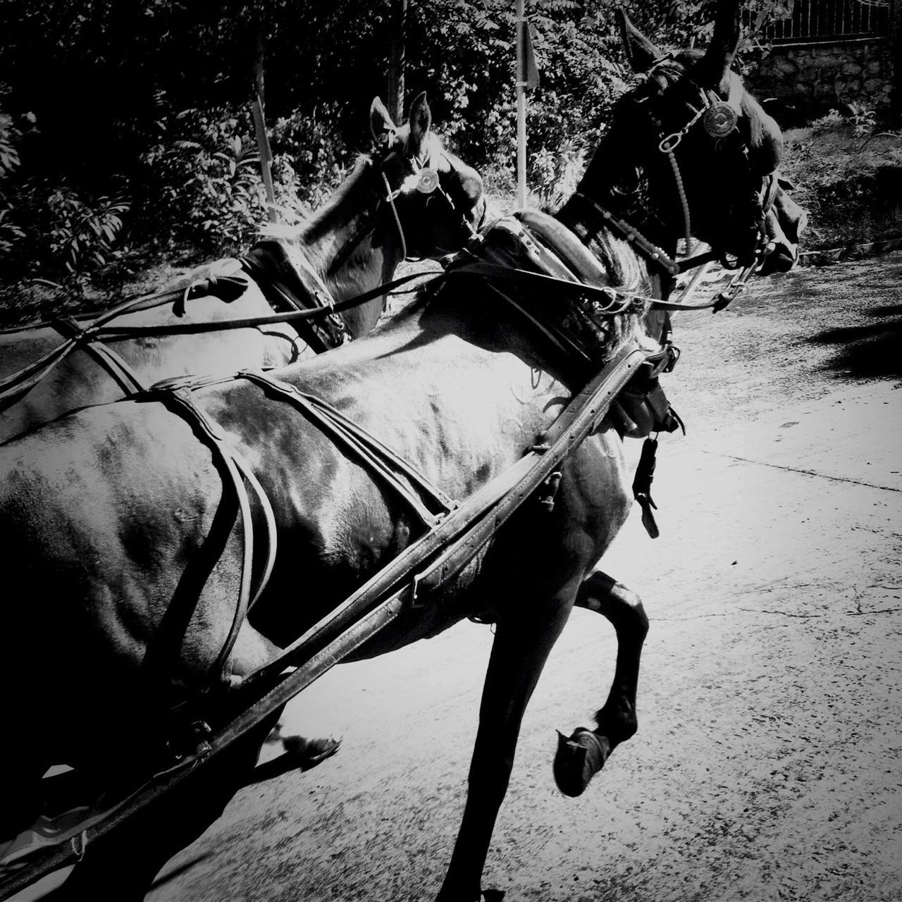 transportation, mode of transport, horse, land vehicle, working animal, domestic animals, animal themes, men, mammal, one animal, sunlight, livestock, bridle, riding, outdoors, lifestyles, part of, side view