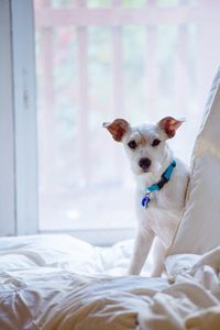 Portrait of dog on bed at home