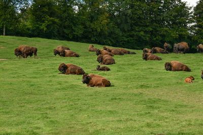 Bison graze in summer pasture park canadien