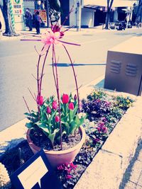 Close-up of potted plant