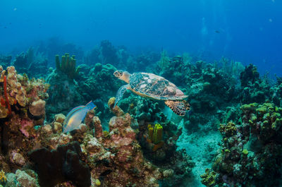 Hawksbill turtle swimming over coral