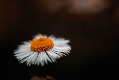 Close-up of dandelion flower against black background