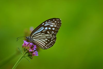 Close-up of butterfly pollinating on flower