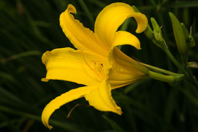Close-up of yellow flower