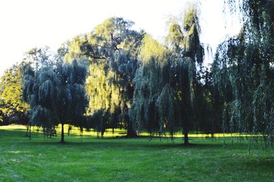 Trees on field against sky