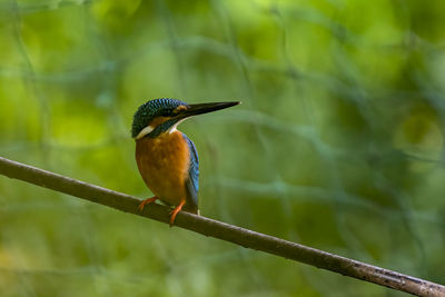 Common kingfisher perching on a cable near the lake