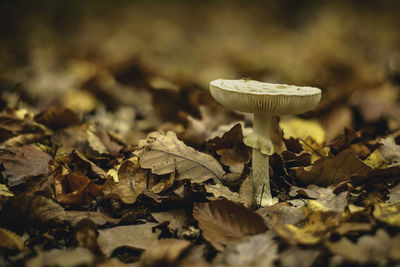 Close-up of mushroom on dry leaves