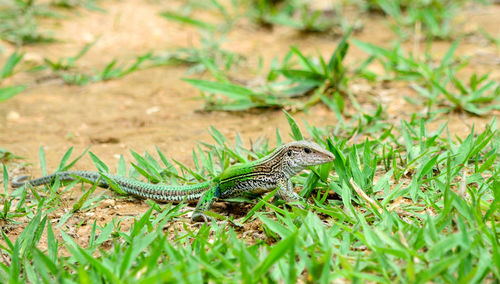 Close-up of lizard on land