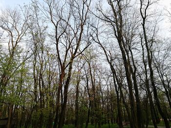 Low angle view of bamboo trees in forest