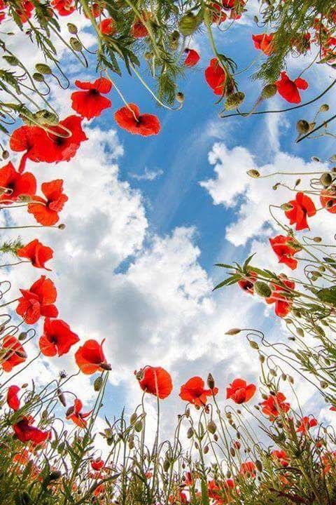 low angle view, red, growth, sky, tree, multi colored, flower, leaf, beauty in nature, nature, day, cloud - sky, plant, fragility, no people, branch, outdoors, tranquility, colorful, decoration