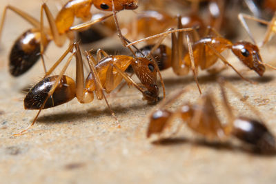 Close-up of ants on surface