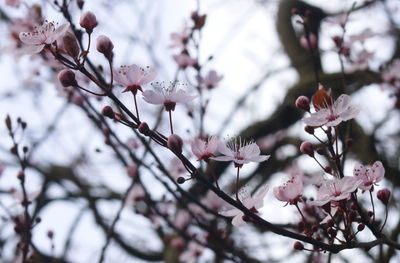 Close-up of apple blossoms in spring