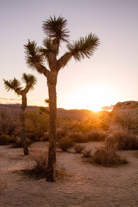 Tree in desert during sunset