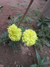 Close-up of yellow flowers