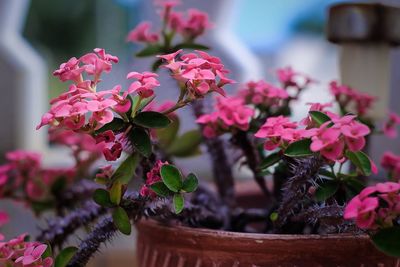 Close-up of pink flowers blooming outdoors