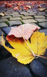 High angle view of maple leaves fallen on water