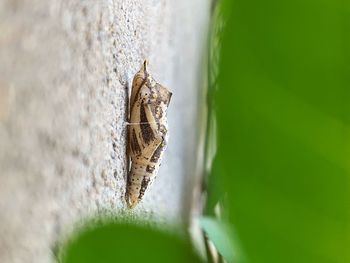 Close-up of butterfly on tree trunk