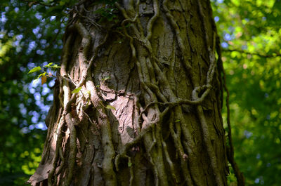 Close-up of tree trunk in forest