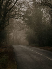 Foggy forest road