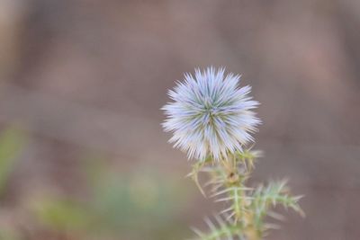 Close-up of dandelion