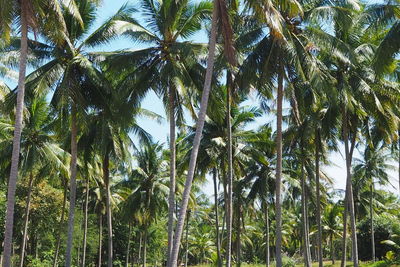 Low angle view of palm trees against sky