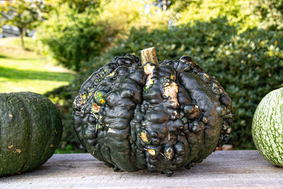 The pumpkin picture was taken at the pumpkin exhibition in the blooming baroque in ludwigsburg.