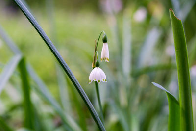 Close-up of white flowers blooming outdoors