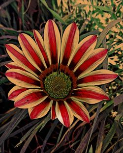 Close-up of red flower