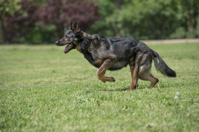 Dog running on grass