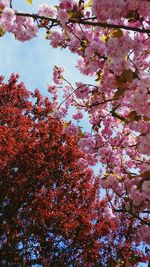 Low angle view of cherry blossoms