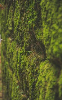 Close-up of grass and trees