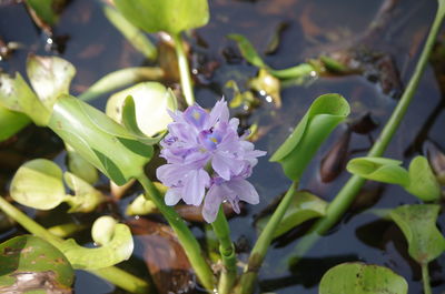 Close-up of purple flowering plant