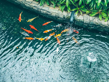 High angle view of koi carps swimming in lake