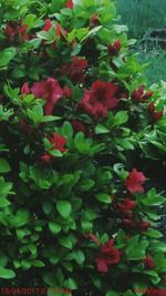 Close-up of fresh green plants