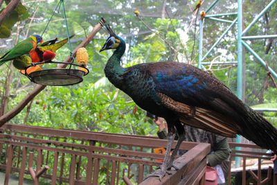 Close-up of birds perching on railing