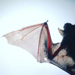 Close-up of horse against clear sky