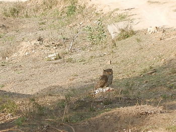 Bird on grass