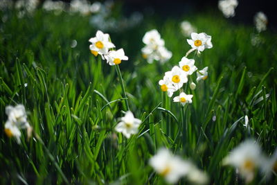 Close-up of white daisy flowers on field