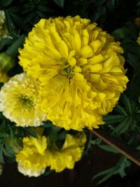 Close-up of bee on yellow flower