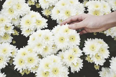 Close-up of hand holding white flowering plants