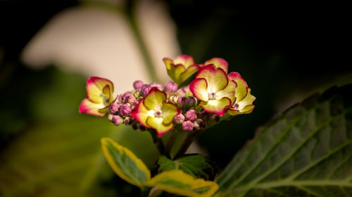 Close-up of pink flowering plant