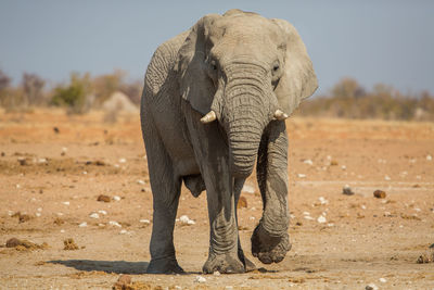 Elephant standing on field