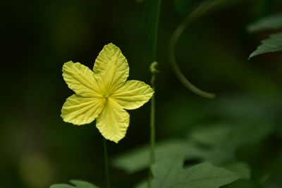 Close-up of yellow flowering plant