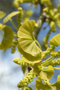 Close-up of yellow flower against sky