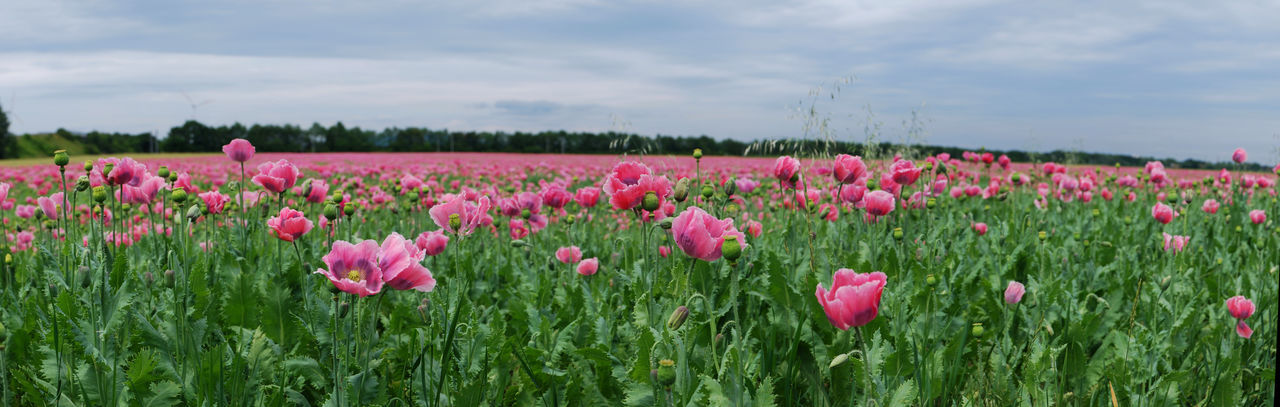 CLOSE-UP OF PINK FLOWERING PLANTS ON LAND