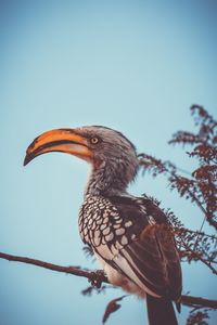 Low angle view of bird perching on branch against sky