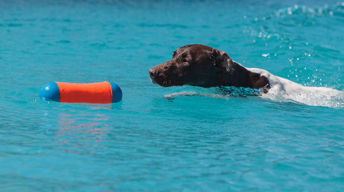 German short-haired pointer with toy in swimming pool